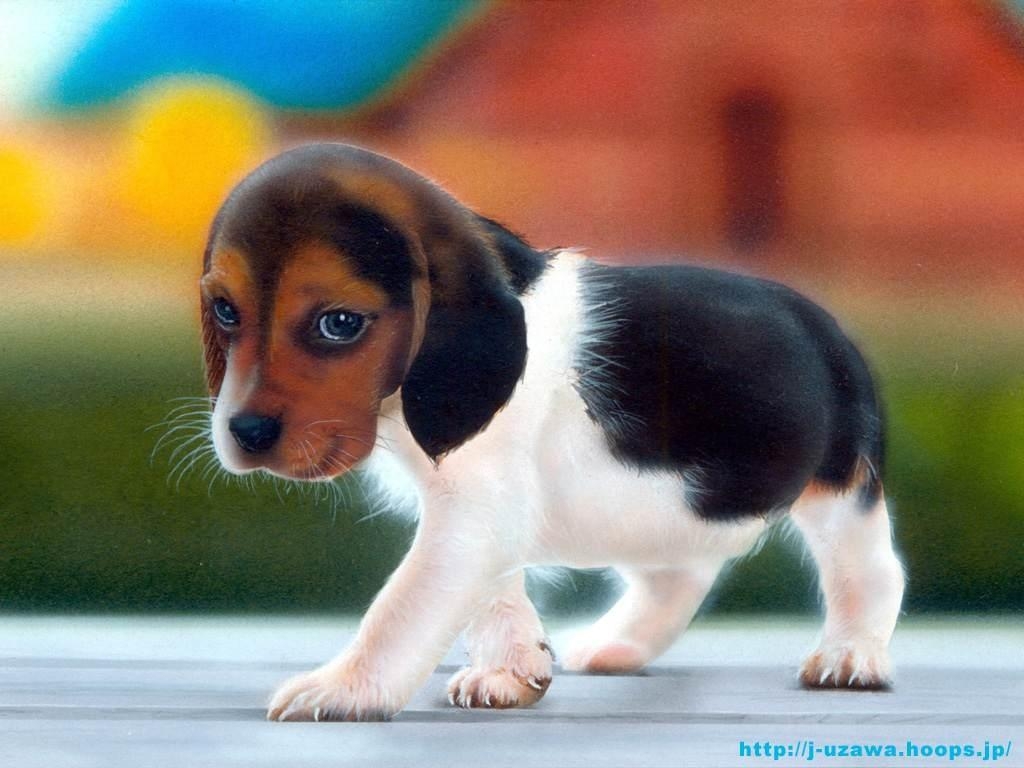 beagle-puppy[1].jpg